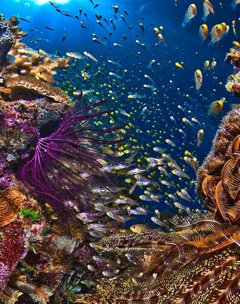 Protecting the Fragile Beauty of the Underwater Magic Seascape